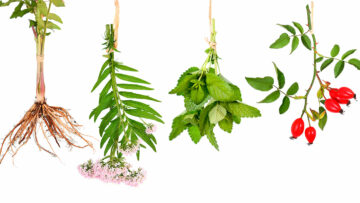 Heilpflanzen für Frauen