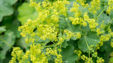 Frauemantel vielseitiges Heilkraut